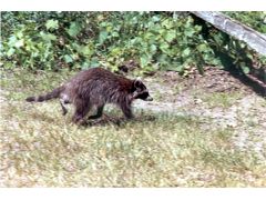 Extra-2004-04.jpg 130.1K